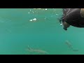 Snorkeling with Nurse Sharks