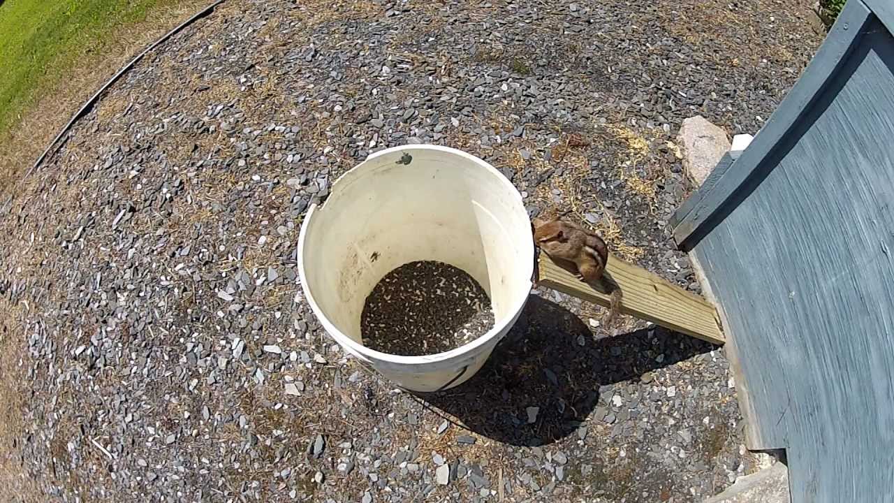Chipmunk easily escapes the 5-gallon bucket trap 1080p 