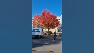 #SHORTS U70 ĐI CÔNG CHUYỆN, GẶP CÂY LÁ ĐO ĐẸP QUAY KỶ NIỆM #KHANH NGUYEN CUỘC SỐNG ĐỨC