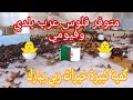 متوفر فلوس عرب بلدي🐣وفلوس فيومي🐣بكميات كبيرة ربي يبارك😍 ،ولاية المسيلة🇩🇿وامكانية التوصيل🚚/0559923150