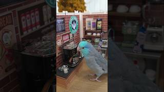 Birdista Ziki at Starbirds Café ☕️🍪 miniature coffee shop latte  #harrisonsbirdfoods