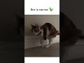 Cat-Rex #cat #rex #shorts #shortsvideo #funny #funnyvideo #funnyshort #memes
