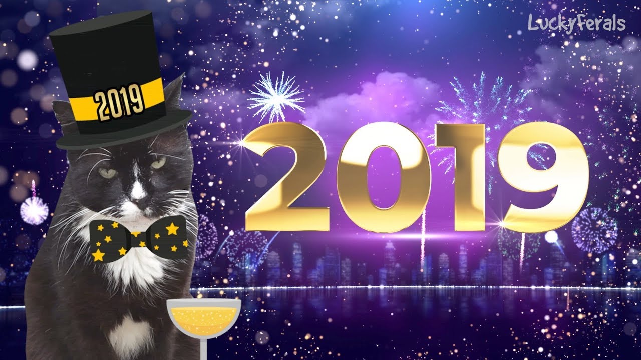 funny cats sleeping in weird positions compilation 2014 funnyplox Happy New Year 2019 From The Lucky Ferals!