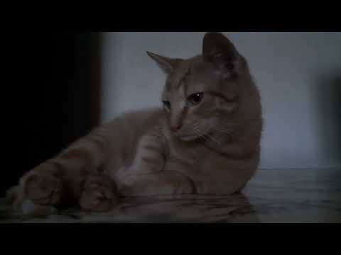 Cozy nap time for miss kitten