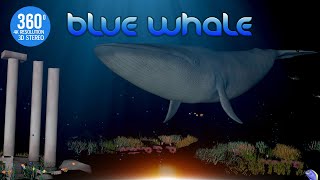 BLUE Whale VR 360 3D 4K
