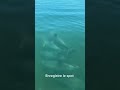 Les dauphins en Australie ( spot)
