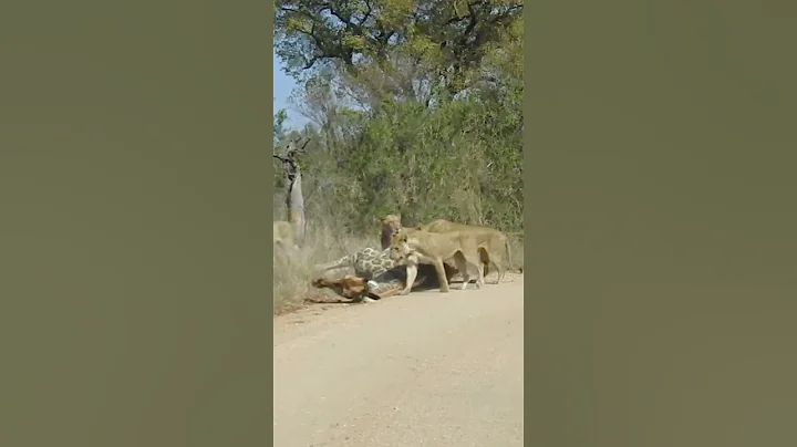 Lions Almost Take Down Giraffe Onto Car thumbnail