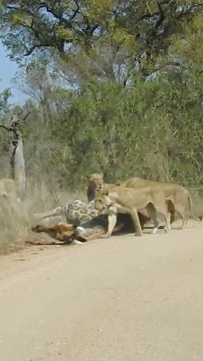 Lions Almost Take Down Giraffe Onto Car