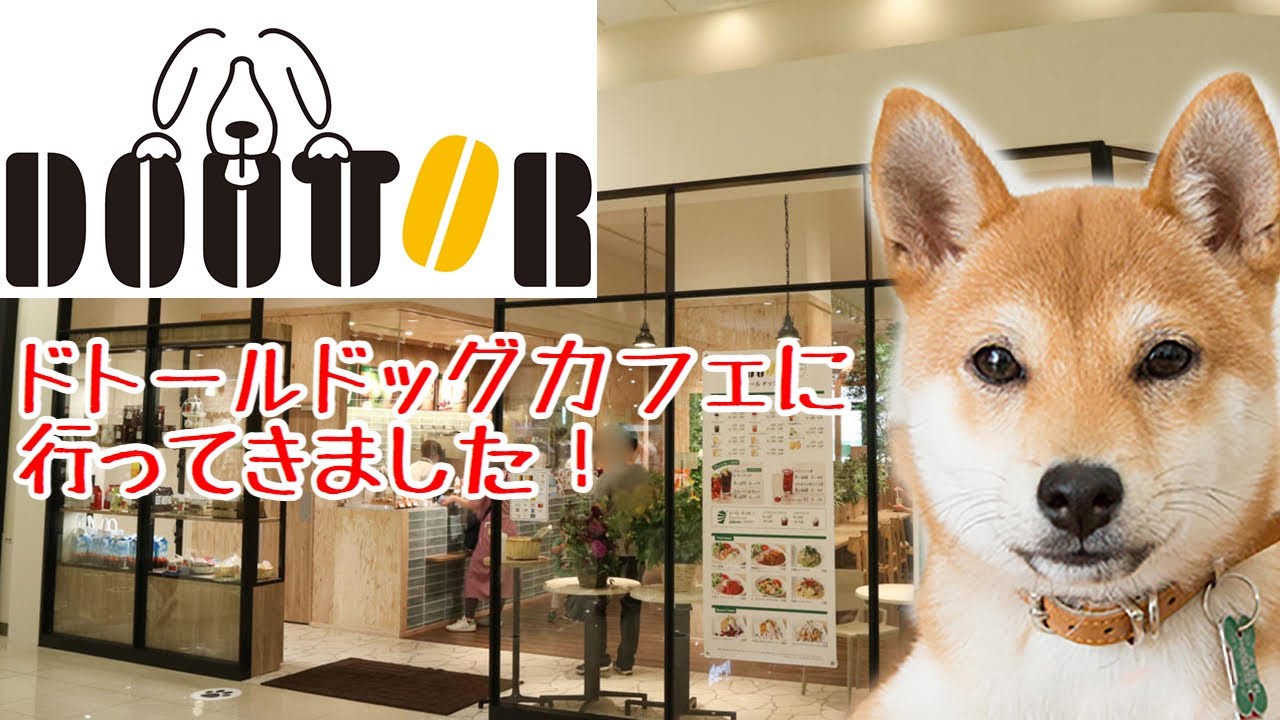 ドトールドッグカフェに行ってきました 豆柴ポン太くん Youtube