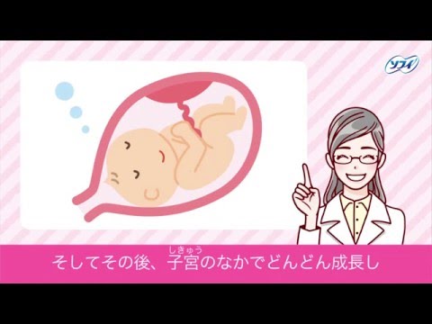 赤ちゃんってどうやってできるの 妊娠のしくみ ソフィ はじめてからだtv Vol 4 Youtube
