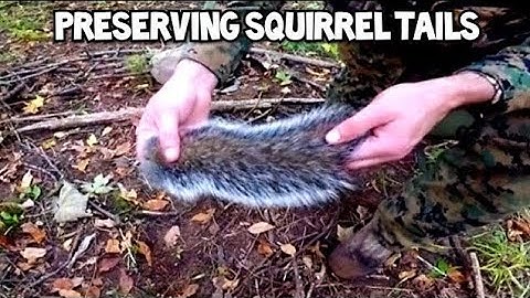 Preserving a Squirrel Tail || Deboning the Tail