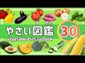 【図かん】おいしい野菜たち全30種類を紹介！栽培時や調理したすがたも！│Vegetable picture book│子供向け│知育動画