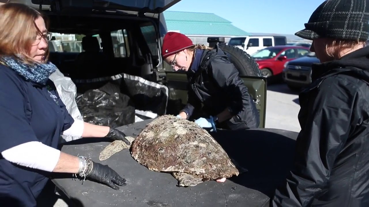 Cold stunned sea turtles recover at Gulf World - YouTube