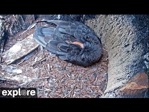 California Condors Inside Nest Cam powered by EXPLORE.org