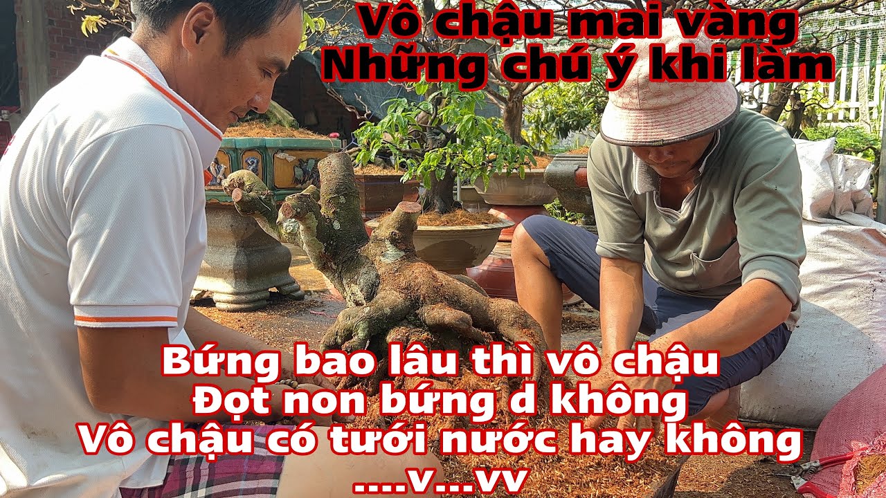 cách vô chậu mai vàng phôi - xử lý phôi mai vàng và cách vô chậu hiệu quả