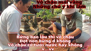 cách vô chậu mai vàng phôi - xử lý phôi mai vàng và cách vô chậu hiệu quả