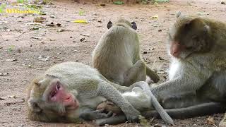 Janna so big but he stalling milk her mom, cute baby monkey, newborn baby monkey, monkey funny 46
