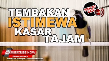 🔴ISTIMEWA Tembakan Cucak Cungkok Gacor Masteran Juwara 2023 ❗️