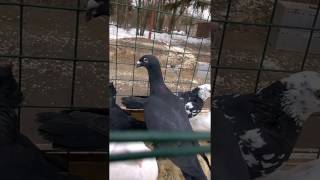 Русская чёрная голубка