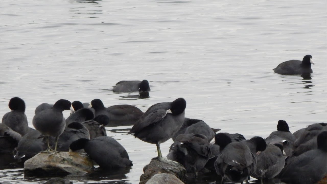Best Coots Sounds amazing Coots Call