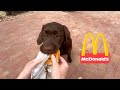 Labrador puppy tries first mcdonalds happy meal