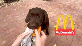 LABRADOR PUPPY TRIES FIRST MCDONALDS HAPPY MEAL!!! by Woodford The Chocolate Lab 11,619 views 3 months ago 4 minutes, 1 second