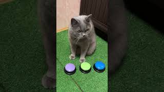 Умный кот, меняем кнопки местами 🟢🔁🟣 Smart cat, we swap the buttons #cat #говорящийкот