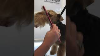 Grooming the Welsh Terrier head