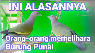 Burung punai daun bersuara emas dan jenis burung punai yang ada di dunia