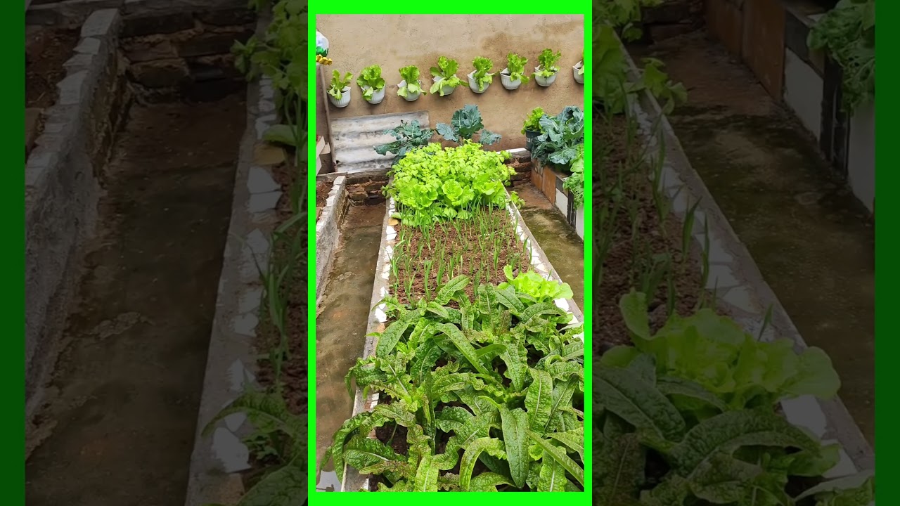 model of raising chickens and growing vegetables in the yard 