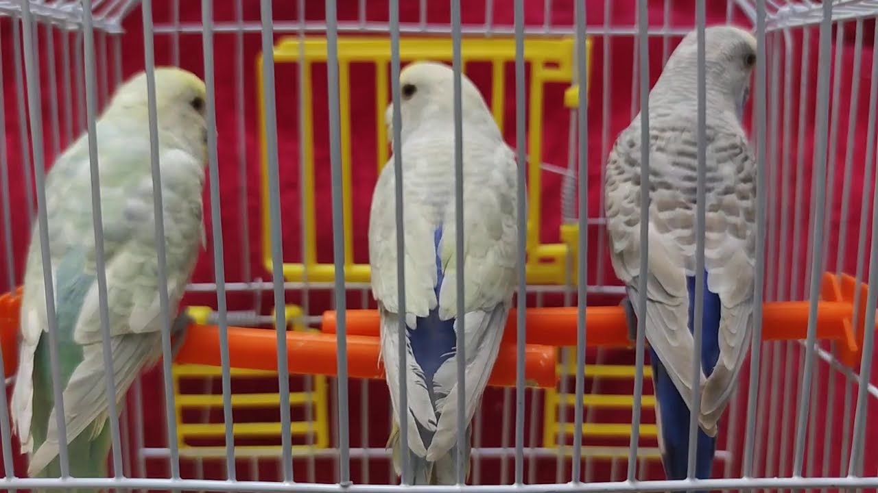 Сравнение между чистокрылом, серокрылом и полным телом