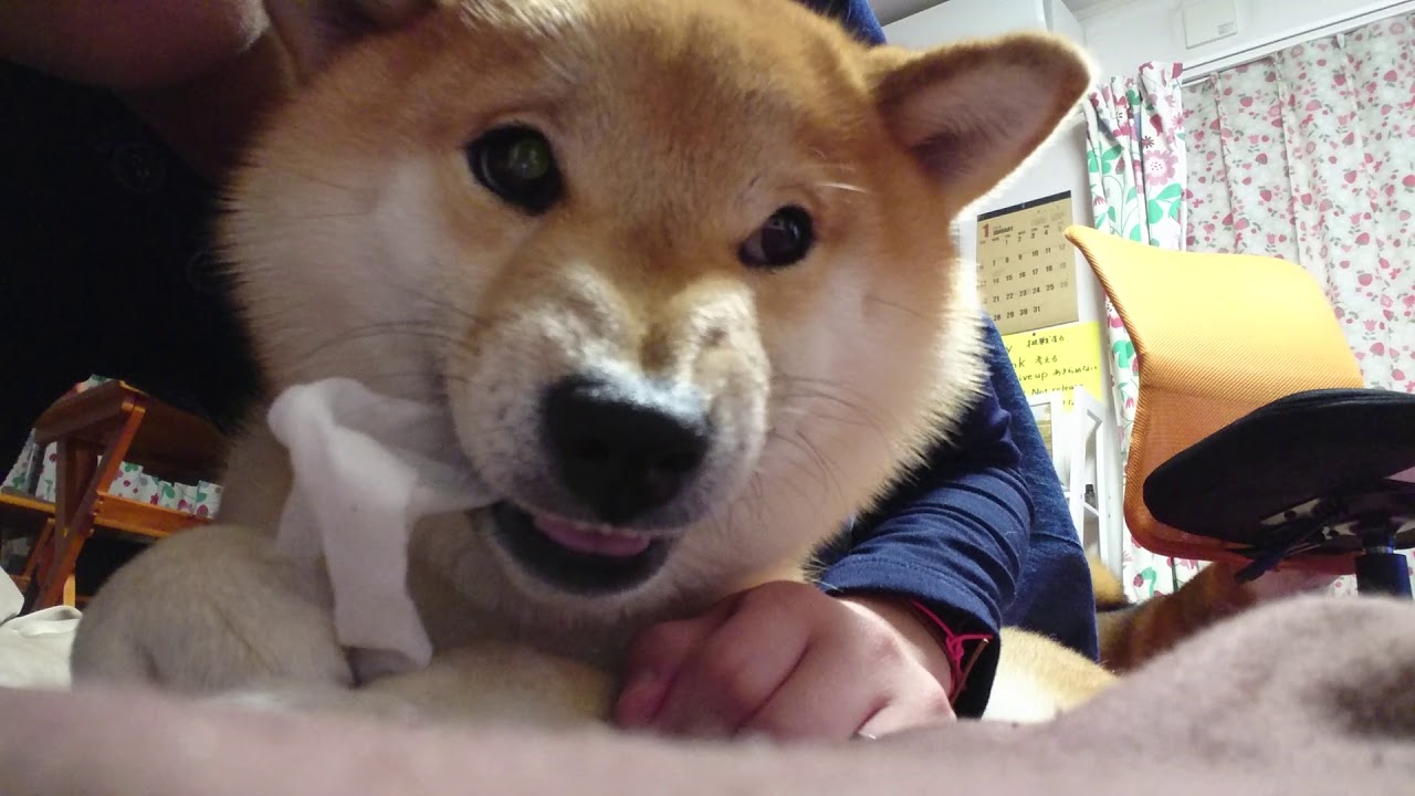 柴犬のムキ顔って可愛いよね Youtube