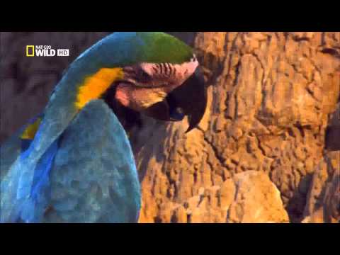 Parrots by Nat Geo