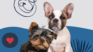XO PUPS Knows #dogsarethebest 🐾