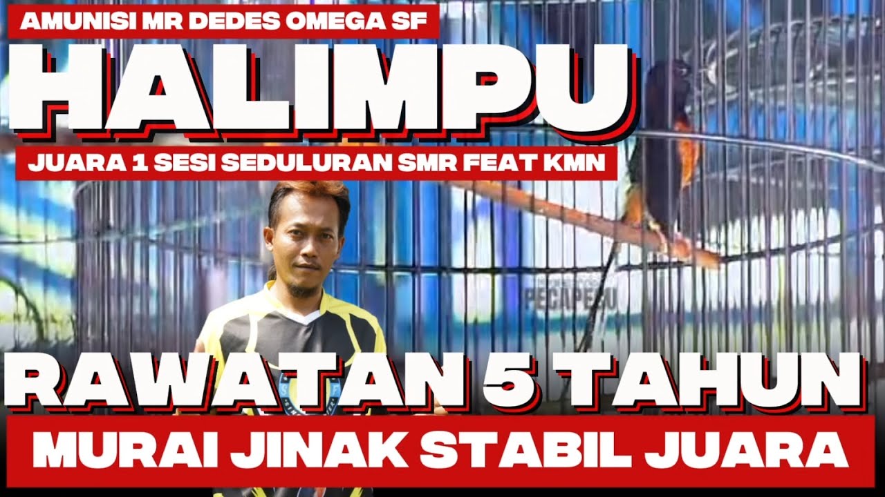 RAWATAN MURAI HALIMPU | MURAI JINAK RAIH JUARA 1 DI SMR FEAT KMNMENCETAK MURAI TROTOL
