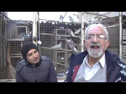 Seyyed Tabatabaee's Pigeon Interviews 002 - YouTube