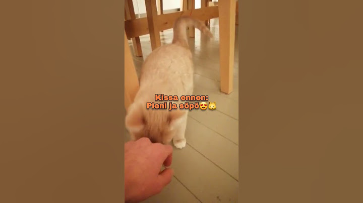 Kissa ennen vs jälkeen #kissa