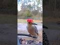 Hungry woody #redbelliedwoodpecker #woodpecker #birds #backyardbirds