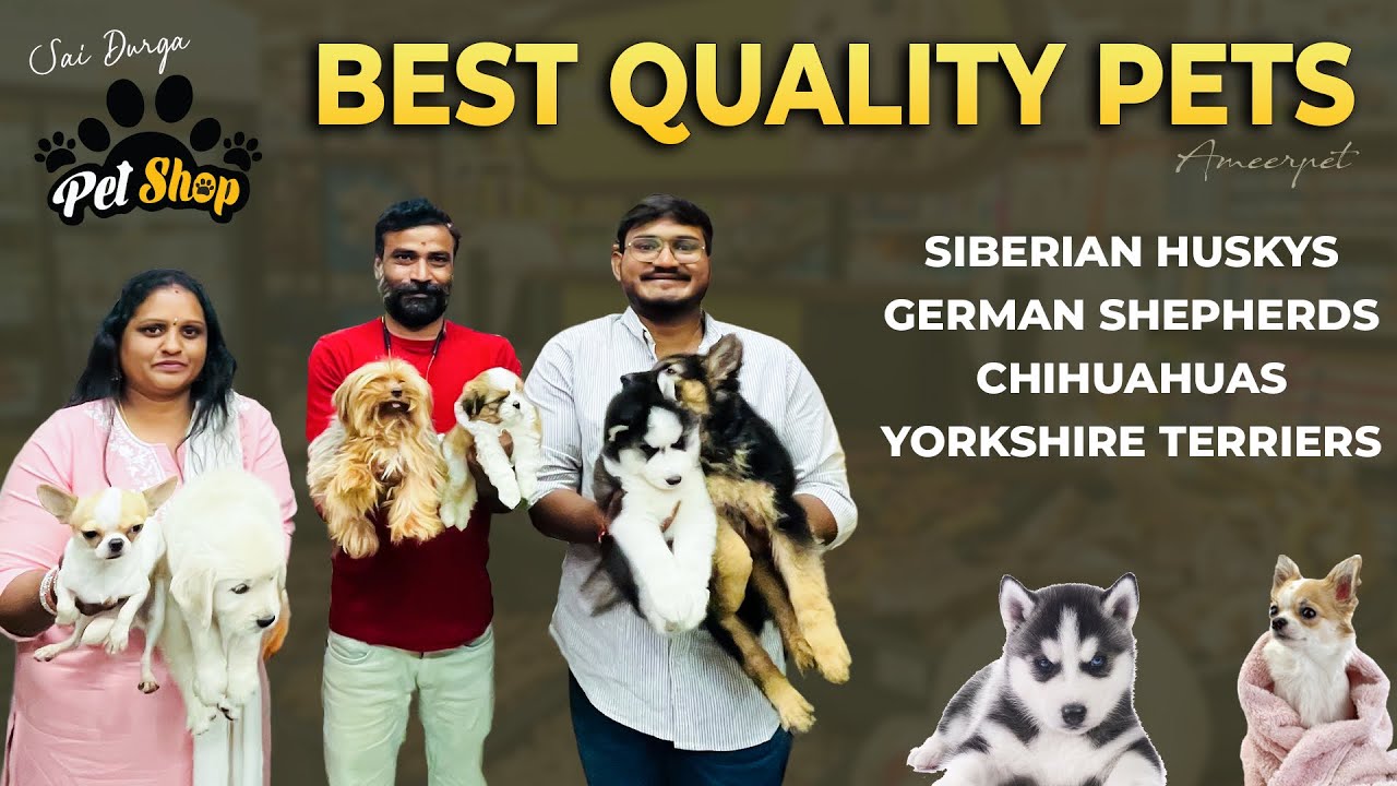 Best Quality pet store in Hyderabad Toy poodle Chihuahuas