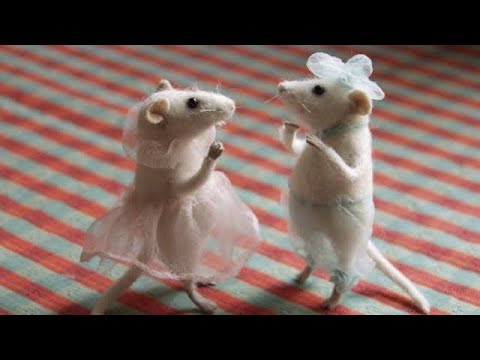 funny-cute-hamster-dance-compilation_2019