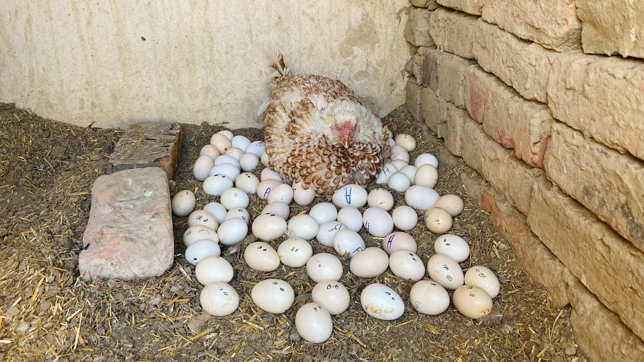 Beautiful young hen hatching too many egg _ hen harvested 1000 eggs