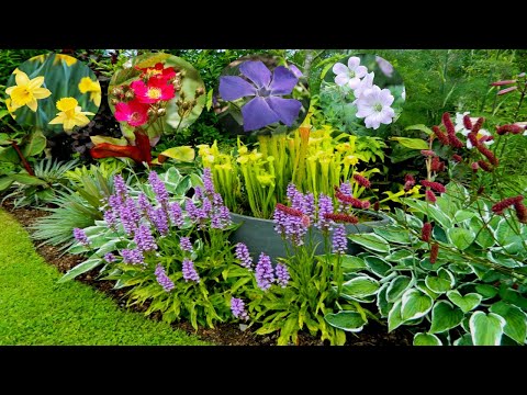Video: Xeriscape Skadu Plante - Plante Vir Droë Skadu - Tuinmaak Know How