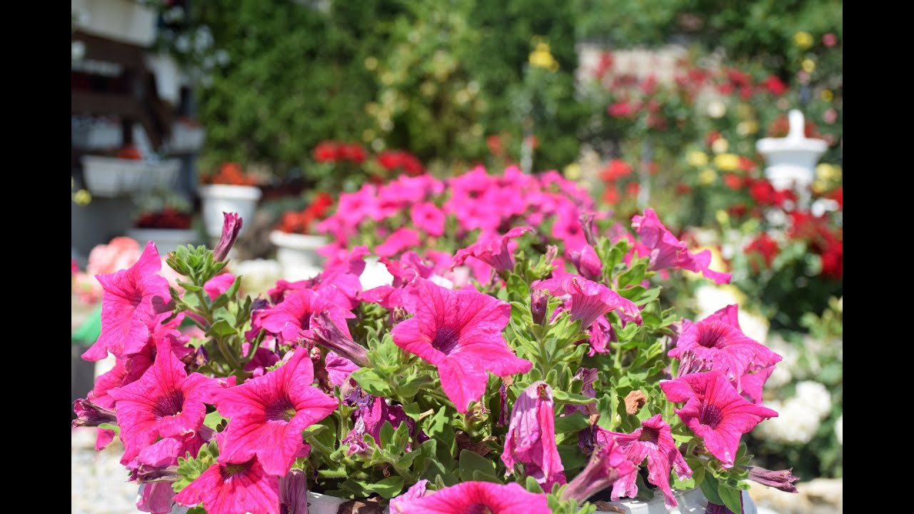 Otvorena dvorišta Batočina 2022.