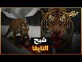 لعنة التايغا النمور التي حو لت قرى سيبيريا إلى جحيم