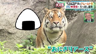 【“おにぎり”顔のアムールトラ】浜松→ 豊橋へ 引っ越し裏側