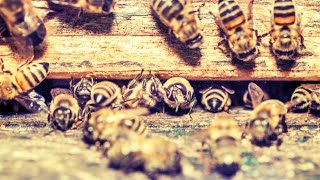 Murder Hornets | Can Honeybees Cook A 'Murder Hornet' Alive?