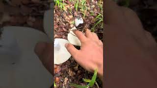 Mountain Magic: Uncover the Secret of Wild Mushrooms