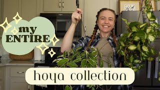 My entire Hoya collection | 45 Species!