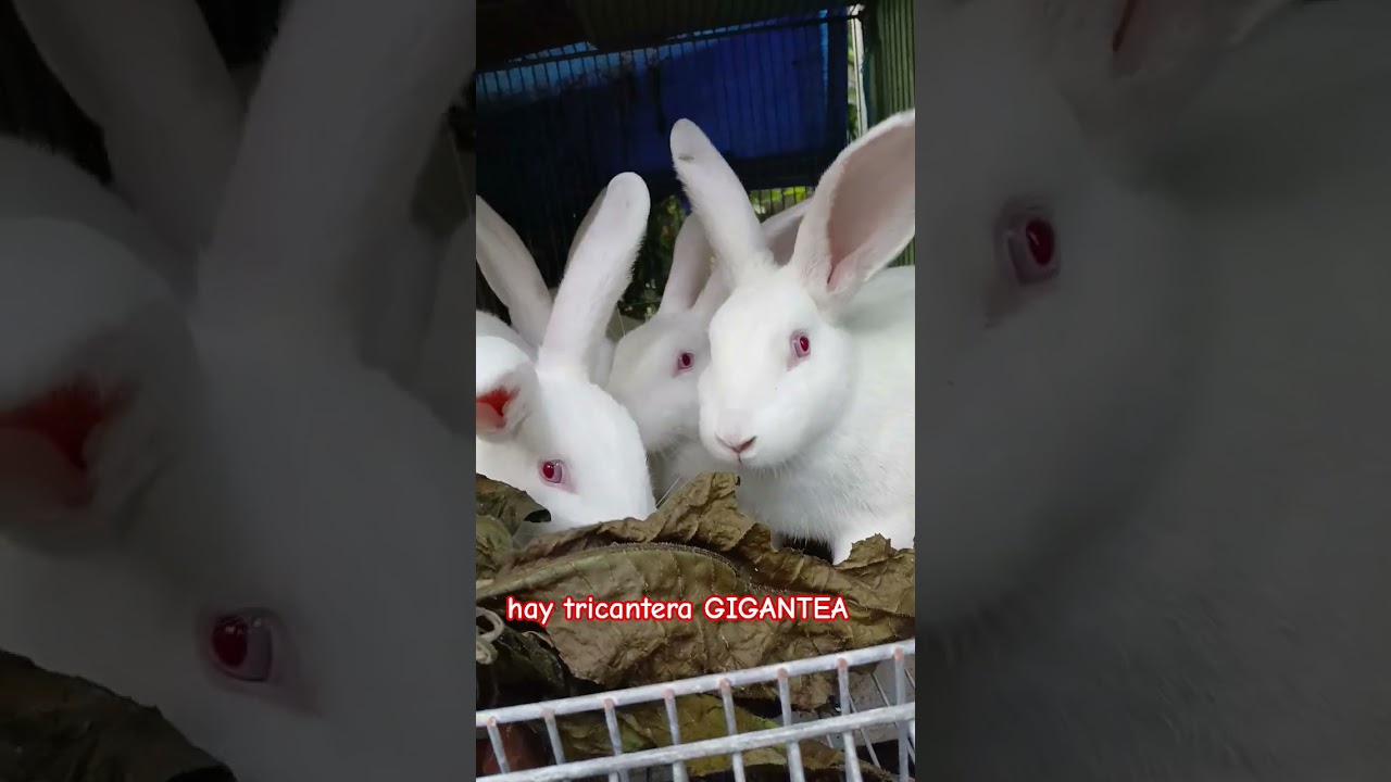 makanan favorit kelinci 