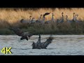 White-tailed Eagle attacks Crane